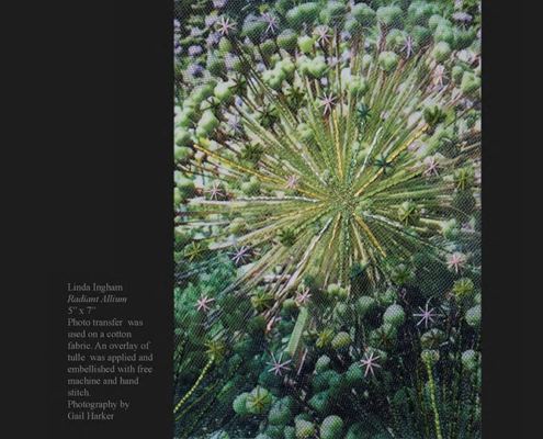 Radiant Allium © Linda Ingham